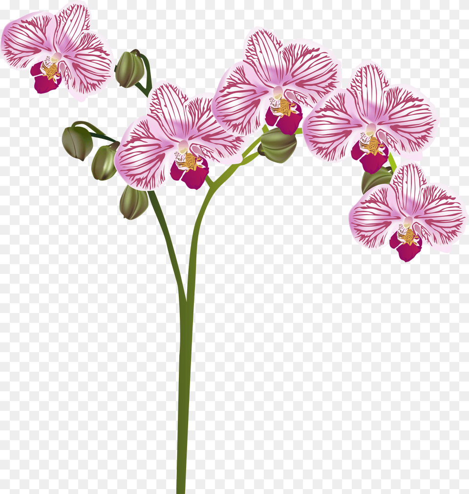 Moth Orchid Watercolor Orchid Transparent Clipart Free Png Download