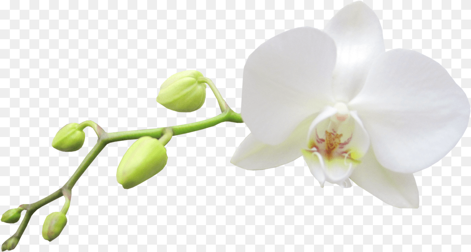 Moth Orchid White Orchid Flower, Plant Free Png