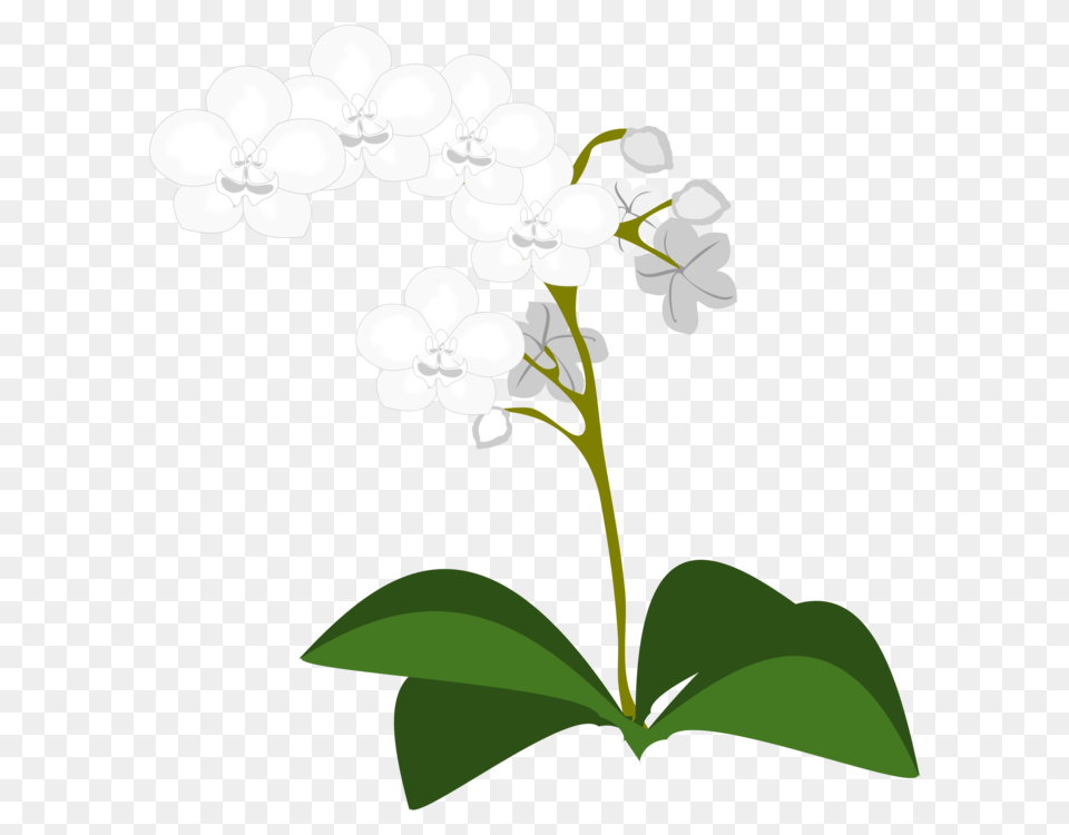 Moth Orchids Flowering Plant Plants, Flower, Orchid Free Png