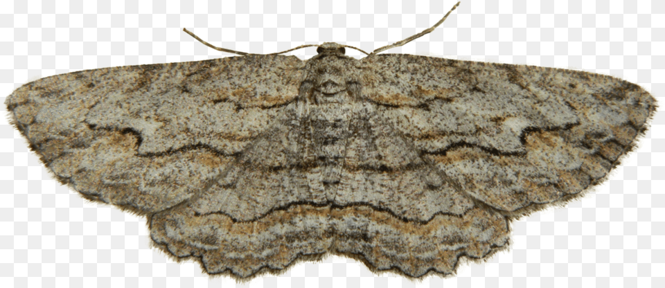 Moth Photo Beige, Animal, Insect, Invertebrate, Butterfly Free Png