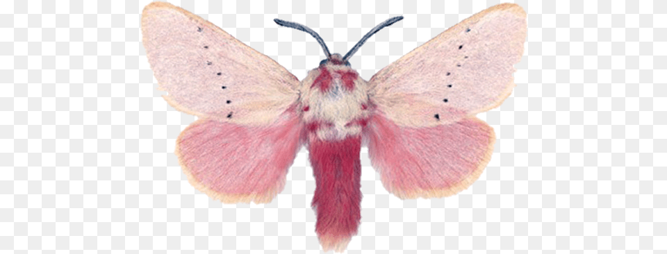 Moth Pinkmoth Nature Cottagecore Joseph Scheer, Animal, Butterfly, Insect, Invertebrate Free Png Download