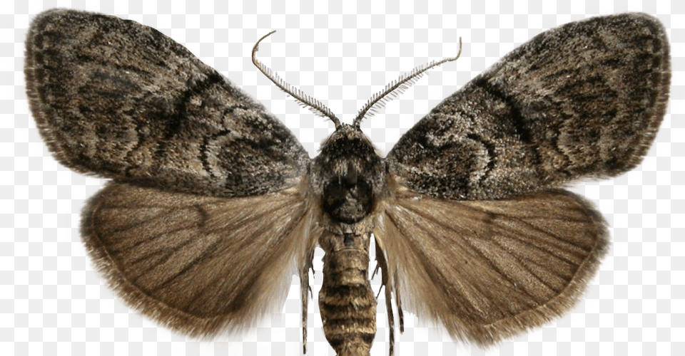 Moth Sticker Freetoedit Female Moth Antennae, Animal, Insect, Invertebrate, Butterfly Png