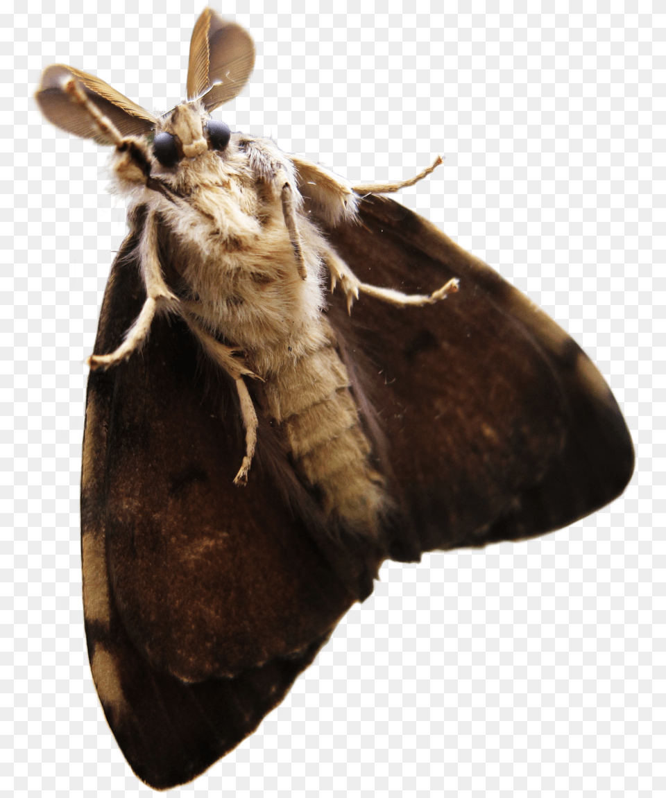 Moth Moth Animal, Butterfly, Insect, Invertebrate Free Transparent Png