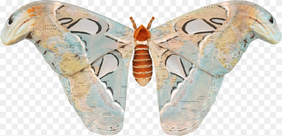 Moth Wings, Animal, Butterfly, Insect, Invertebrate Free Png