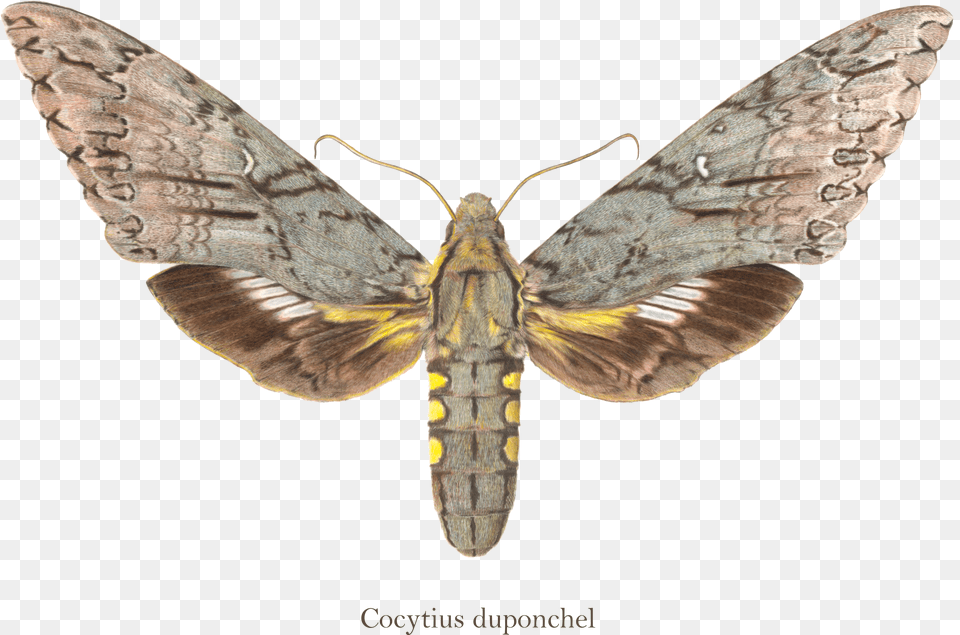 Moth Wings Free Png Download