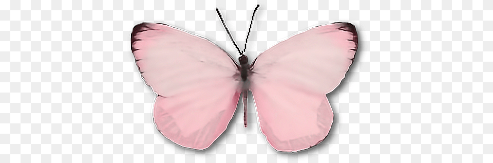 Moth Wings Butterfly Moth Insect Pink Cute Wings Transparent Light Pink Butterfly, Animal, Invertebrate, Person Free Png Download