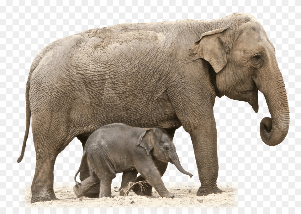 Mother And Baby Elephant, Animal, Mammal, Wildlife Free Png