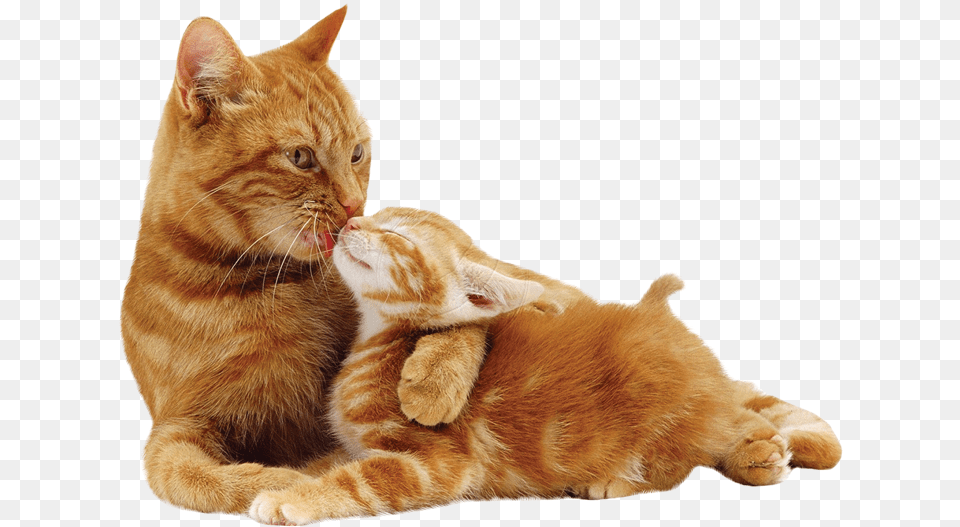 Mother Cat Bella And Ginger Foster Mother Lucky Ginger Cat And Kitten, Animal, Mammal, Manx, Pet Free Png