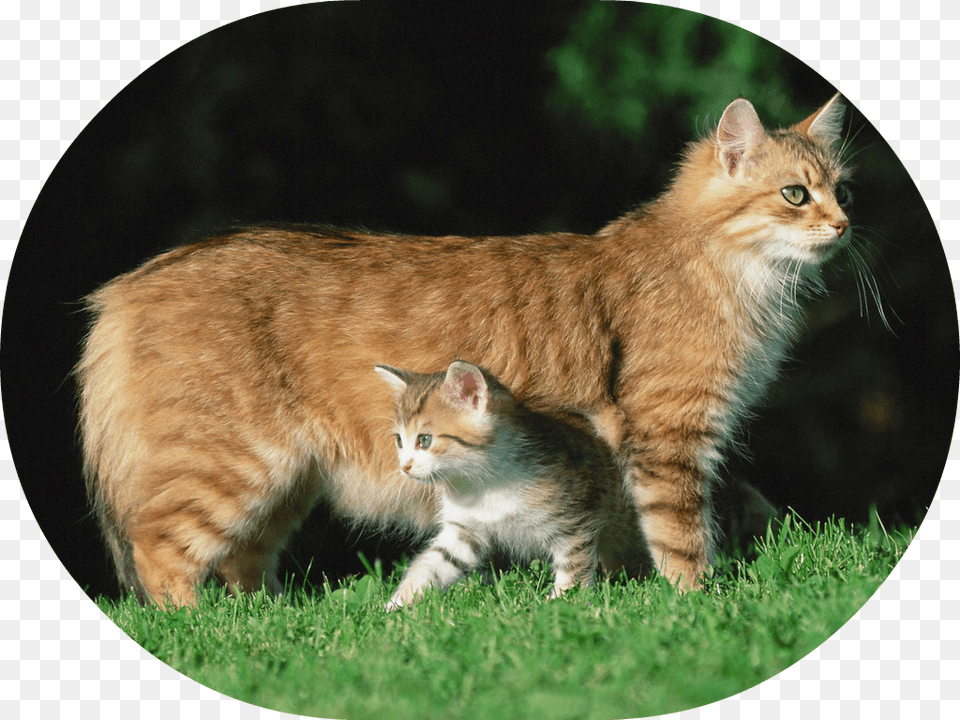 Mother Cat Gato Y Gatito, Animal, Kitten, Mammal, Manx Free Transparent Png