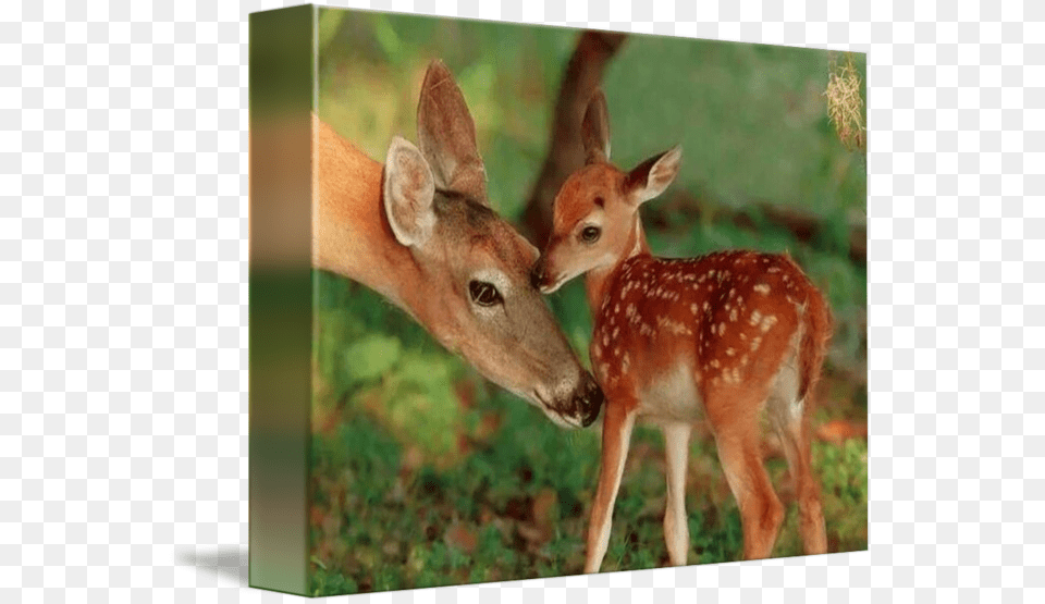 Mother Deer And Her Baby Fawn Motherquots Love By Janice Mother And Baby Deer, Animal, Antelope, Mammal, Wildlife Free Transparent Png