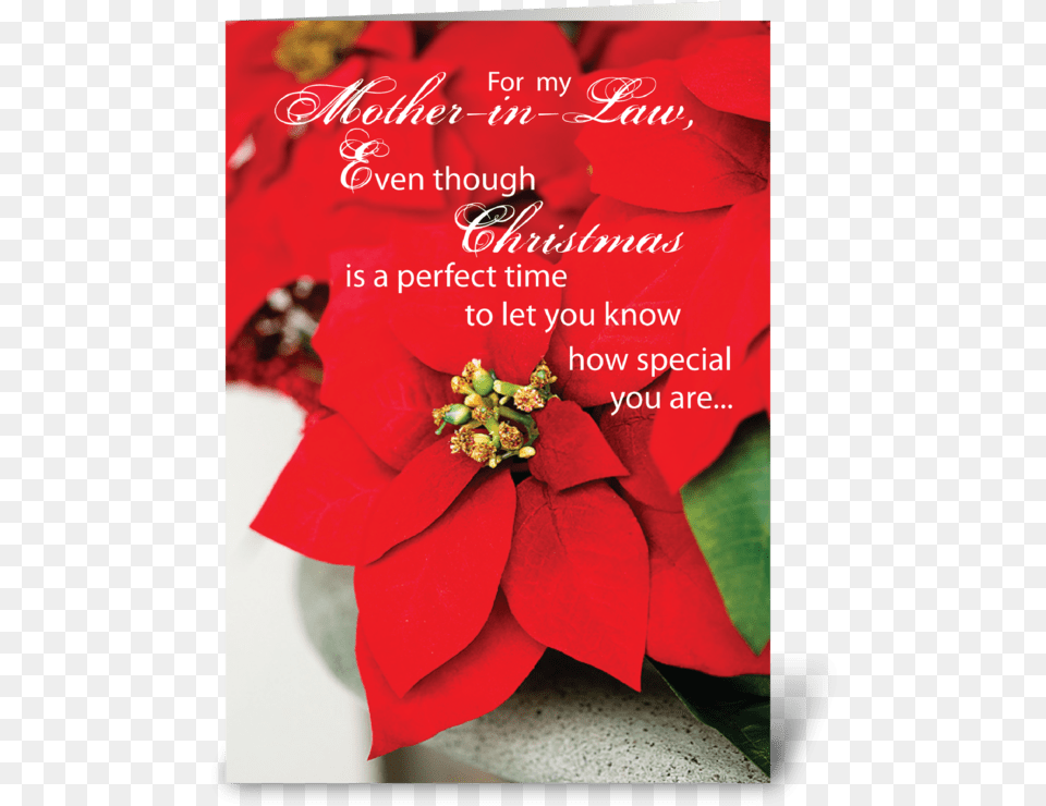 Mother In Law Christmas Poinsettia Greeting Card Greeting Cards For Parents, Plant, Flower, Petal, Advertisement Png Image