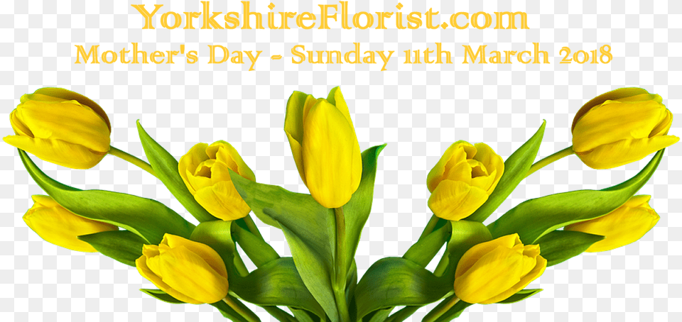 Mother S Day 11th March 2018 Menu Fresh Flower Tulip, Plant, Petal, Daffodil, Flower Arrangement Free Png
