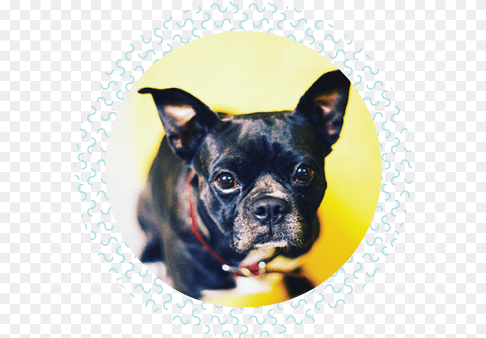 Mother To My Boston Terrier Rescue Stella Ciao Stella, Animal, Bulldog, Canine, Dog Png Image