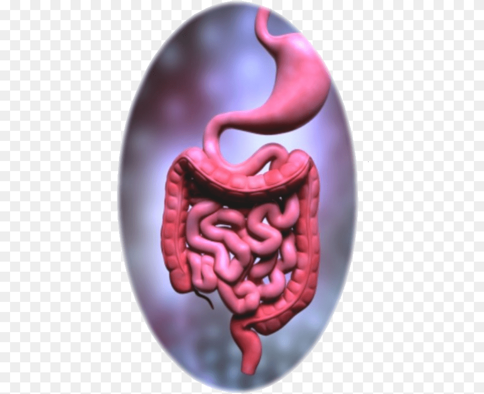 Mothernature Intestines Digestive System Organs Colours, Body Part, Stomach, Food, Ketchup Png Image