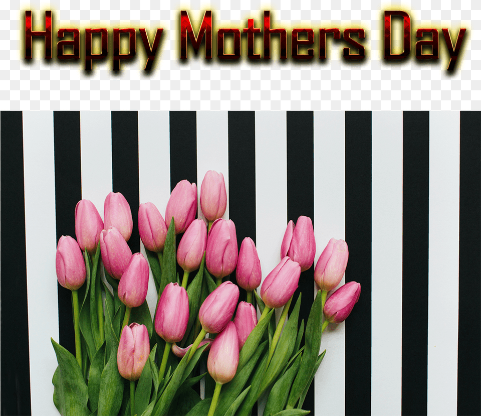 Mothers Day Greetings Background Sprenger39s Tulip, Flower, Plant, Flower Arrangement, Flower Bouquet Png Image