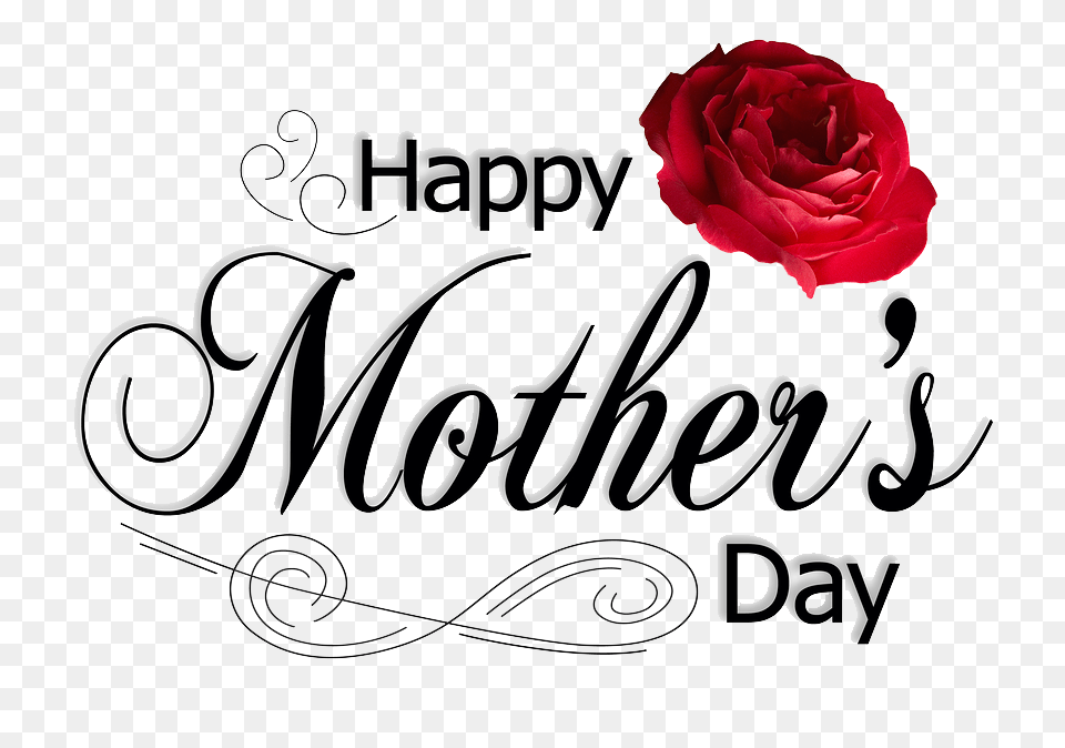 Mothers Day Hd Transparent Mothers Day Hd Images, Flower, Plant, Rose, Text Png