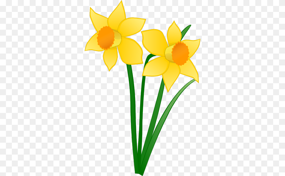 Mothers Day Mass Sunday March All Welcome Saints Peter, Daffodil, Flower, Plant Free Png Download