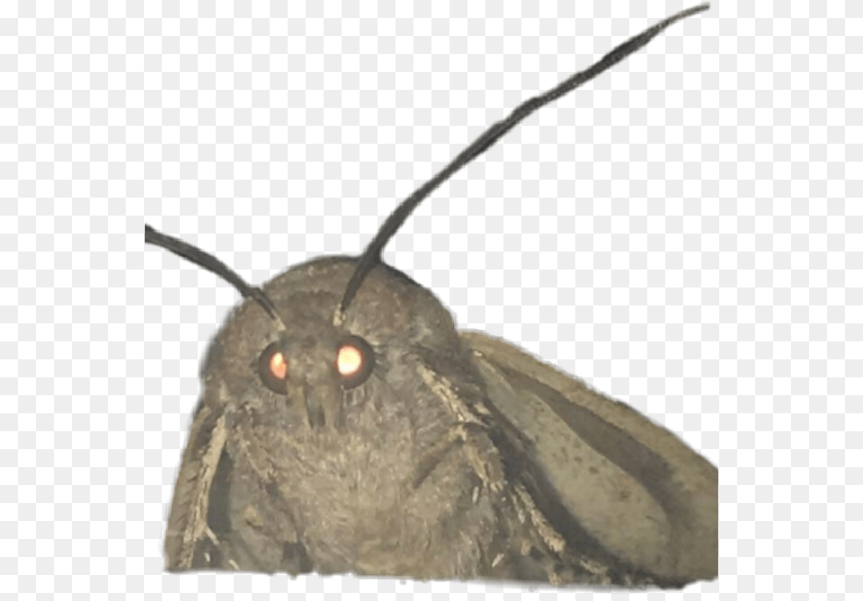 Mothmeme Made A Template For This New Moth Meme So Moth Meme Background, Animal, Butterfly, Insect, Invertebrate Free Png
