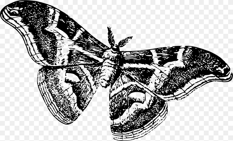 Moths Black And White, Gray Free Png
