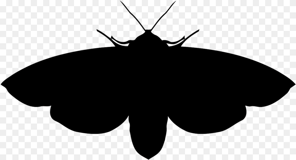 Moths Brush Footed Butterfly, Animal, Insect, Invertebrate, Moth Free Transparent Png