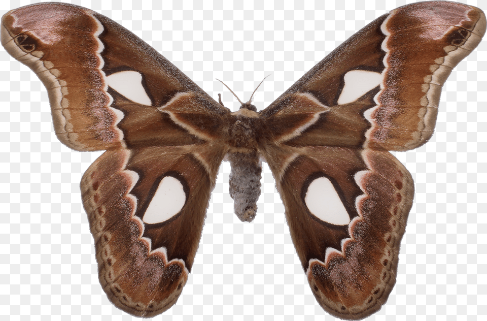 Moths Insects Tumblraesthetic Aglais Io, Animal, Butterfly, Insect, Invertebrate Png