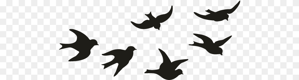 Motif Of Birds, Animal, Bird, Flock, Flying Free Transparent Png
