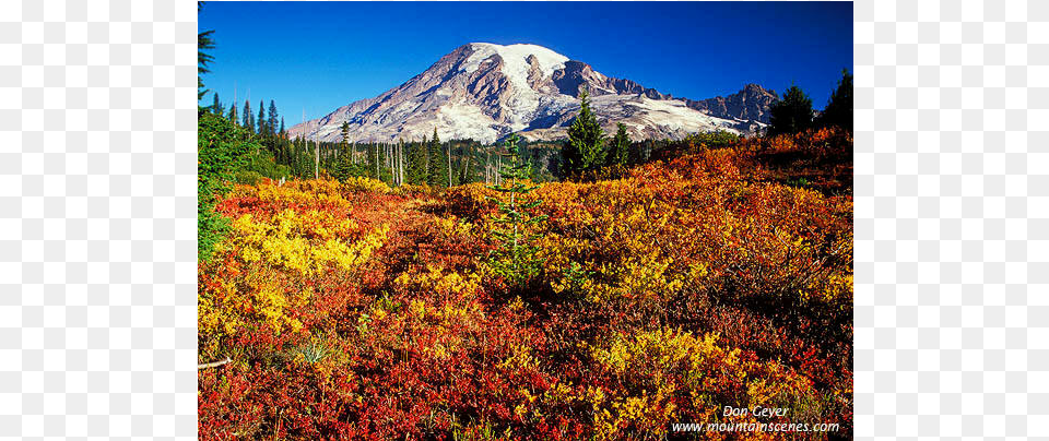 Mount Rainier Weather Pattern, Tree, Scenery, Plant, Outdoors Free Transparent Png