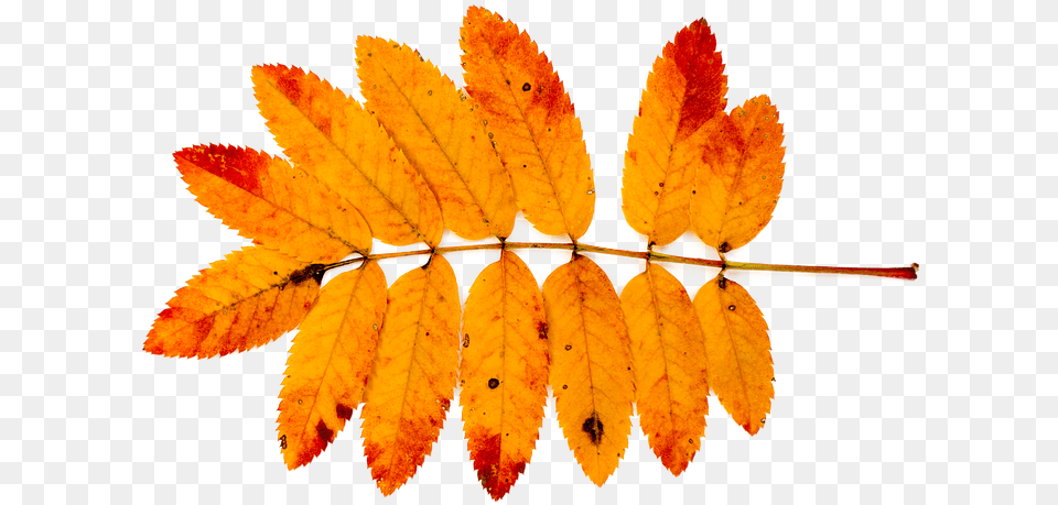 Mountain Ash Autumn Nature Leaves Red Orange Autumn Ash Leaf, Plant, Tree Free Png Download