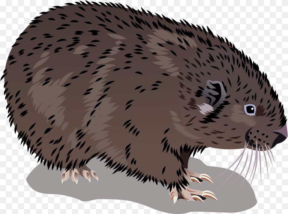 Mountain Beaver Clipart, Animal, Mammal, Rodent, Dinosaur Png