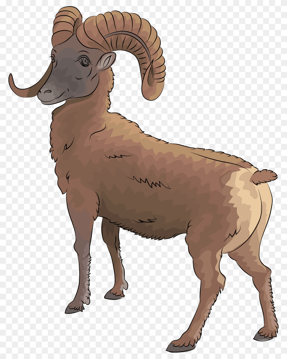 Mountain Bighorn Sheep Clipart, Livestock, Animal, Mammal, Goat Free Transparent Png