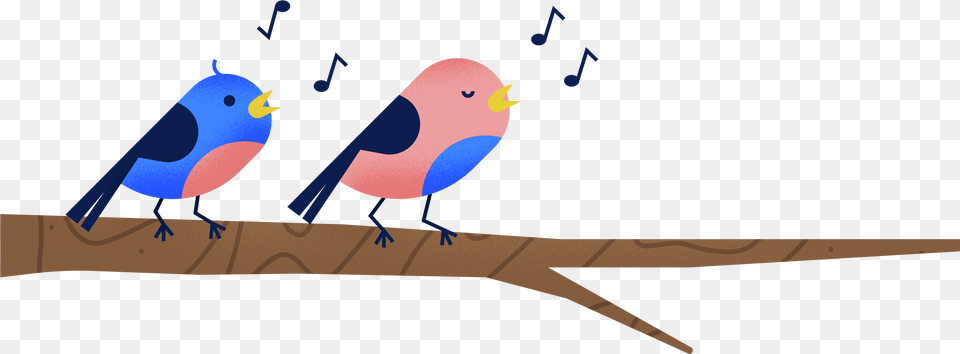 Mountain Bluebird, Animal, Bird, Finch, Jay Png Image