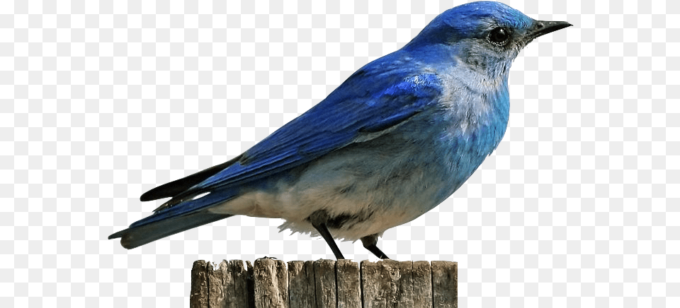 Mountain Bluebird, Animal, Bird, Jay, Blue Jay Png Image