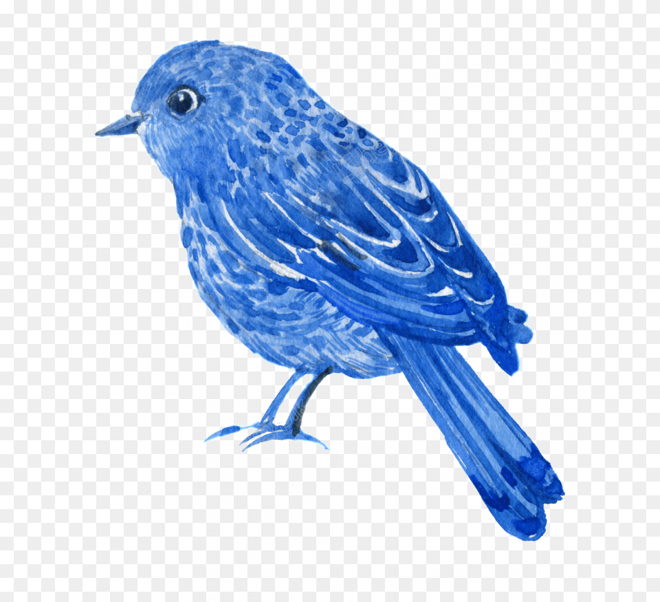 Mountain Bluebird, Animal, Bird, Jay Free Transparent Png