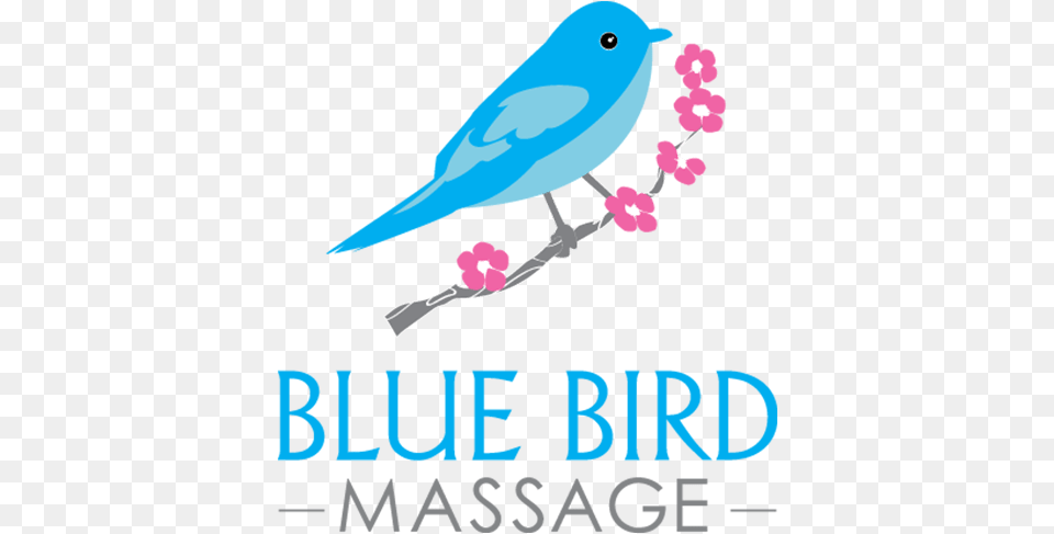 Mountain Bluebird, Animal, Bird, Jay Free Png