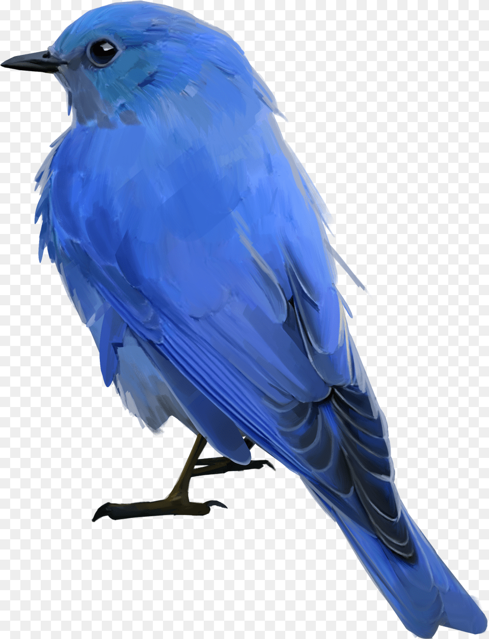 Mountain Bluebird Download Mountain Bluebird Transparent Background, Animal, Bird, Blue Jay, Jay Png