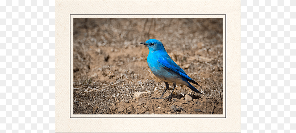 Mountain Bluebird Indigo Bunting, Animal, Bird, Jay, Blue Jay Free Transparent Png