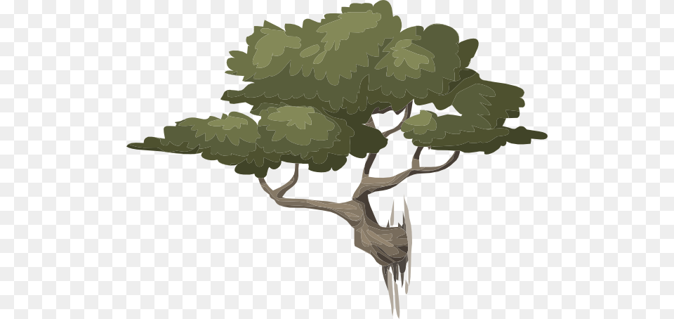 Mountain Bonsai Clip Art, Tree, Plant, Vegetation, Sycamore Free Png Download