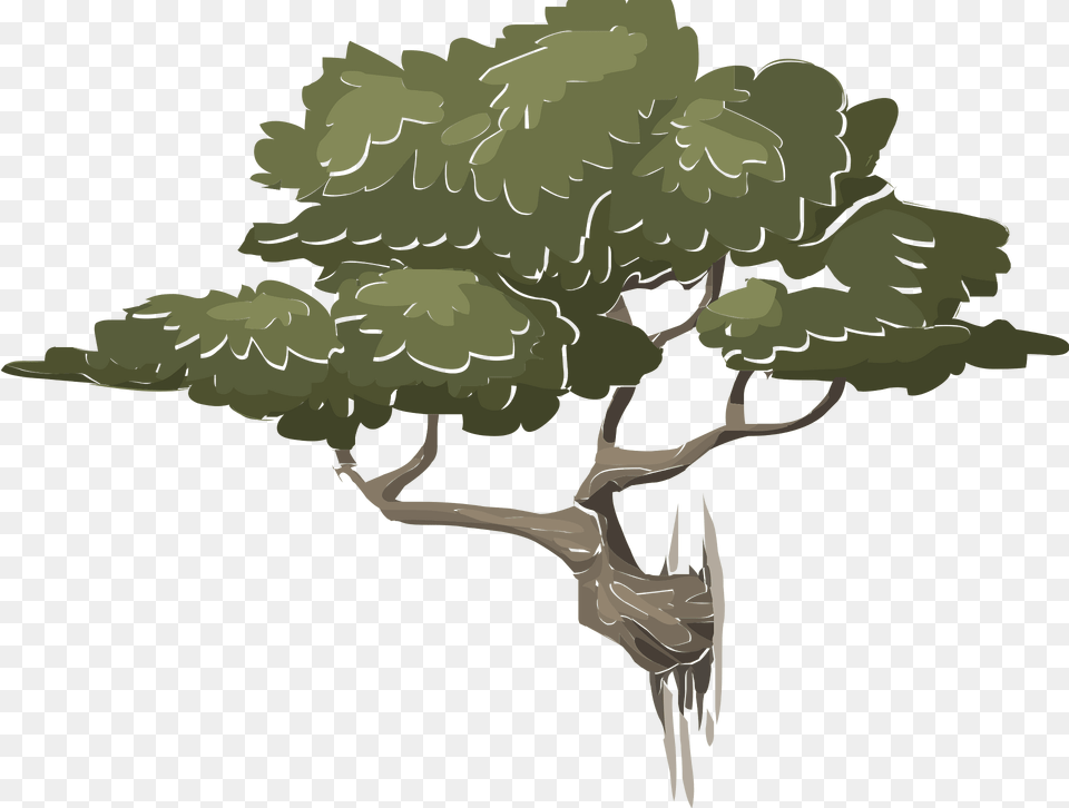 Mountain Bonsai Clipart, Vegetation, Tree, Oak, Sycamore Png Image