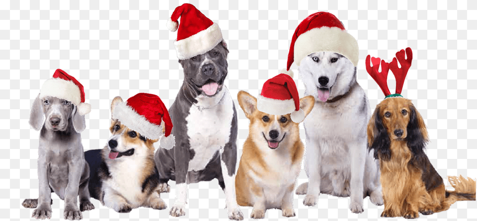 Mountain Dog Food Transparent Christmas Dog, Animal, Canine, Hound, Mammal Free Png Download