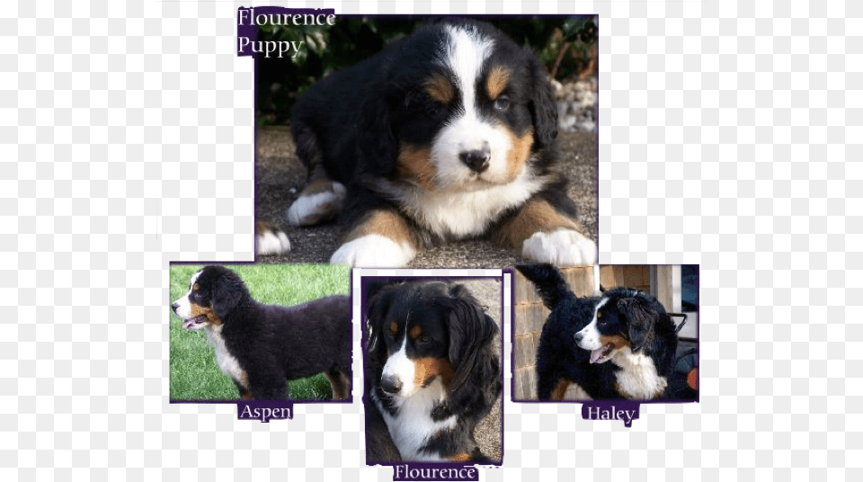 Mountain Dog Puppies For Sale, Art, Collage, Animal, Canine Png