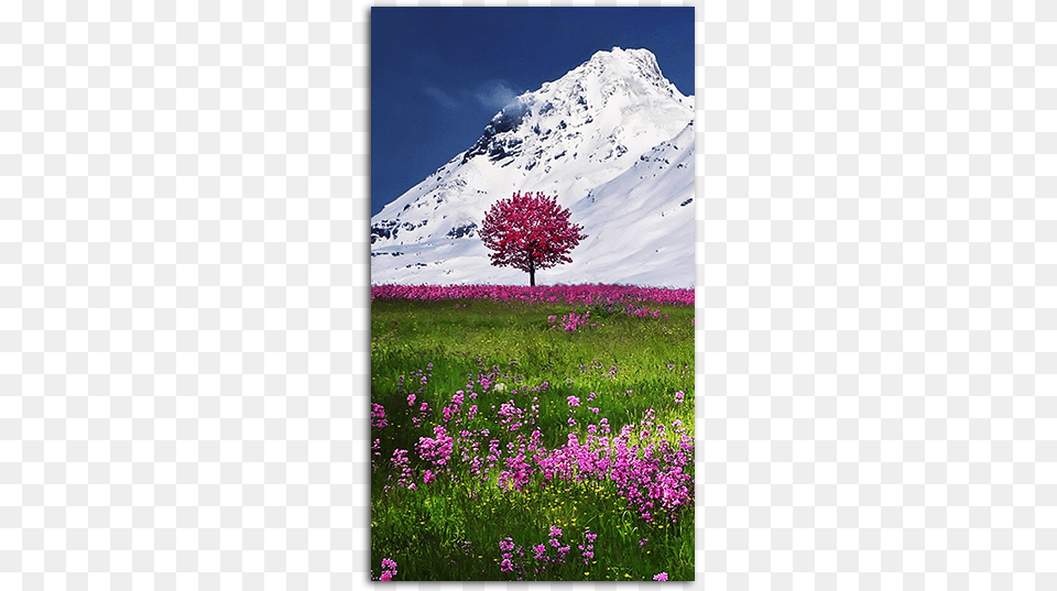 Mountain Flower Hd Wallpaper For Your Mobile Phone Flower Hd Images For Mobile, Countryside, Nature, Meadow, Landscape Free Png