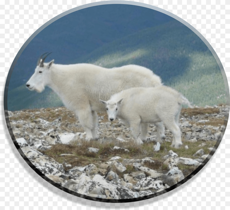 Mountain Goat, Livestock, Animal, Mammal, Mountain Goat Png