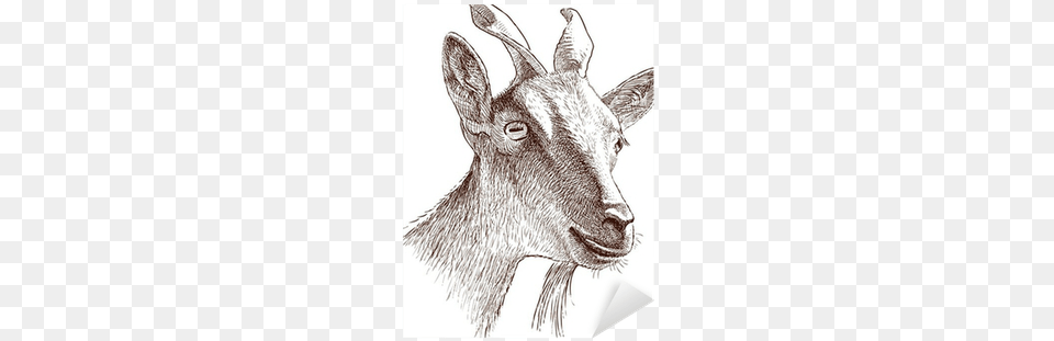 Mountain Goat, Art, Drawing, Animal, Livestock Free Transparent Png