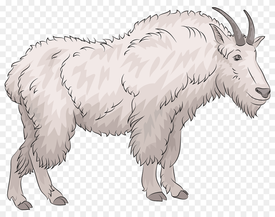 Mountain Goat Clipart, Livestock, Animal, Mammal, Mountain Goat Png Image