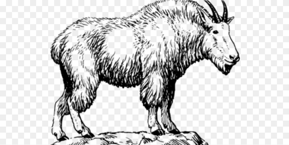 Mountain Goat Clipart, Gray Png Image