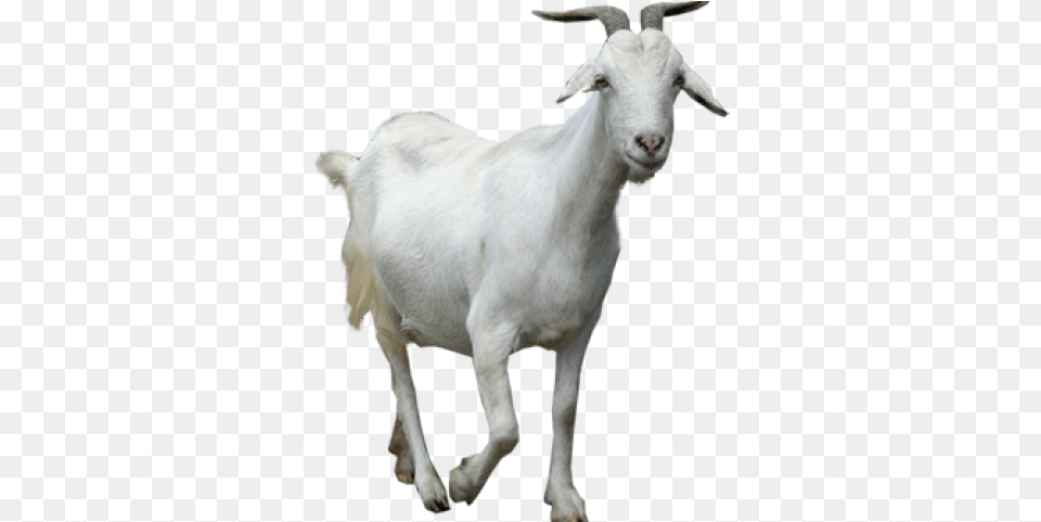Mountain Goat Clipart Male Goat Baker Mayfield The Goat, Livestock, Animal, Mammal, Sheep Free Png Download