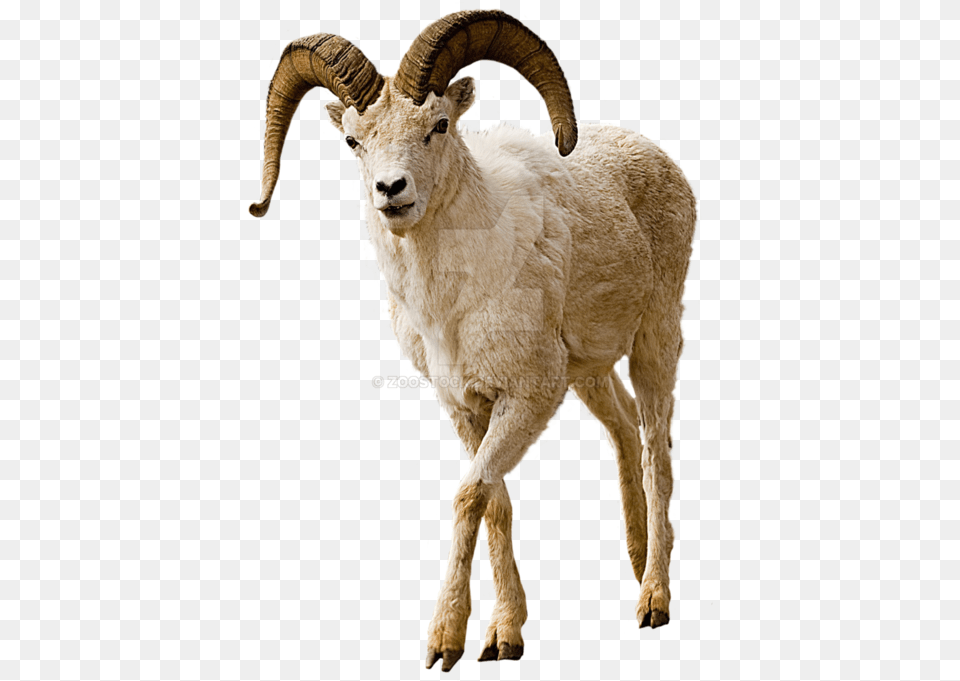 Mountain Goat No Background, Animal, Livestock, Mammal, Sheep Png Image