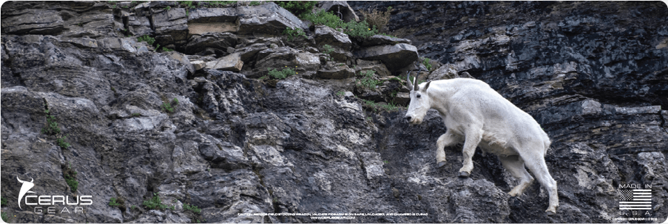 Mountain Goat Rifle Promat Mountain Goat, Livestock, Animal, Mammal, Mountain Goat Free Png Download