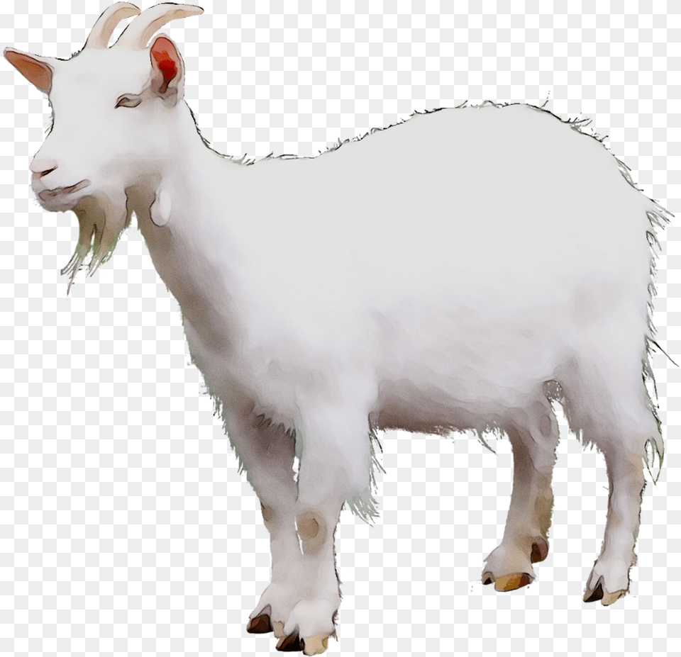 Mountain Goat Sheep Cattle Terrestrial Mountain Goat No Background, Livestock, Animal, Mammal, Canine Free Transparent Png