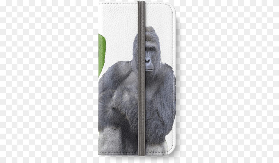Mountain Gorilla, Animal, Ape, Mammal, Wildlife Free Png Download